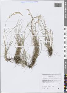 Овсяница овечья L., Сибирь, Якутия (S5) (Россия)