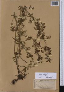 Подмаренник мягкий L., Восточная Европа, Восточный район (E10) (Россия)