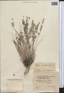 Astragalus submaculatus A. Boriss., Средняя Азия и Казахстан, Памир и Памиро-Алай (M2) (Таджикистан)