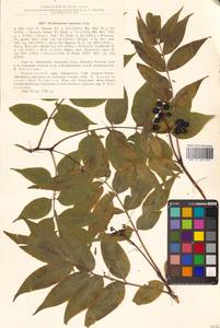 Бархат амурский Rupr., Сибирь, Дальний Восток (S6) (Россия)