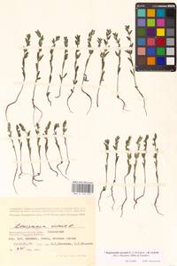 Buglossoides arvensis × rochelii, Восточная Европа, Нижневолжский район (E9) (Россия)