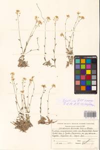 Draba hyperborea (L.) Desv., Восточная Европа, Восточный район (E10) (Россия)