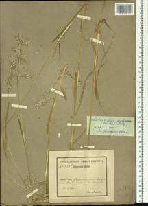 Avenula pubescens (Huds.) Dumort., Сибирь, Прибайкалье и Забайкалье (S4) (Россия)
