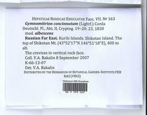 Gymnomitrion concinnatum (Lightf.) Corda, Гербарий мохообразных, Мхи - Дальний Восток (без Чукотки и Камчатки) (B20) (Россия)