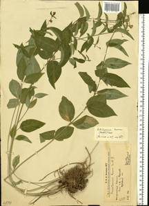 Ластовень ласточкин Medik., Восточная Европа, Западно-Украинский район (E13) (Украина)