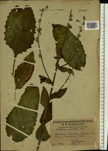 Verbascum chaixii subsp. orientale (M. Bieb.) Hayek, Восточная Европа, Средневолжский район (E8) (Россия)