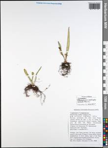 Elaphoglossum yoshinagae (Yatabe) Makino, Зарубежная Азия (ASIA) (Вьетнам)