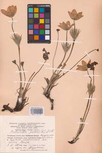 Прострел раскрытый, Сон-трава (L.) Mill., Восточная Европа, Восточный район (E10) (Россия)