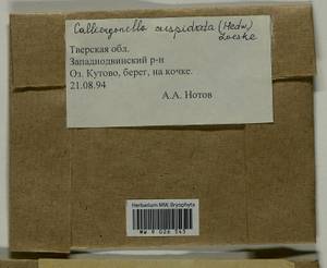 Calliergonella cuspidata (Hedw.) Loeske, Гербарий мохообразных, Мхи - Центральное Нечерноземье (B6) (Россия)
