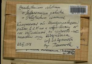Brachythecium mildeanum (Schimp.) Schimp. ex Milde, Гербарий мохообразных, Мхи - Центральное Нечерноземье (B6) (Россия)