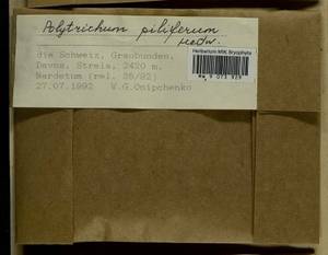 Polytrichum piliferum Hedw., Гербарий мохообразных, Мхи - Западная Европа (BEu) (Швейцария)