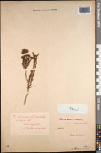 Agathosma lanceolata (L.) Spreng. ex Bartl. & H. L. Wendl., Зарубежная Азия (ASIA) (Индия)