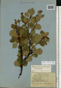 Betula pubescens subsp. pubescens, Восточная Европа, Северный район (E1) (Россия)