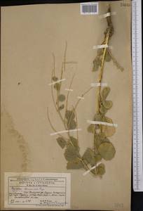 Cullen drupaceum (Bunge)C.H.Stirt., Средняя Азия и Казахстан, Памир и Памиро-Алай (M2) (Узбекистан)