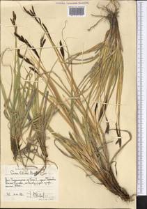 Carex nivalis Boott, Средняя Азия и Казахстан, Памир и Памиро-Алай (M2) (Таджикистан)