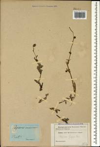 Papaver armeniacum subsp. armeniacum, Кавказ (без точных местонахождений) (K0)