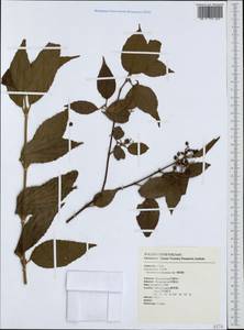Viburnum odoratissimum Ker Gawl., Зарубежная Азия (ASIA) (Тайвань)