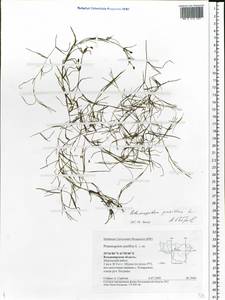 Рдест маленький L., Восточная Европа, Центральный район (E4) (Россия)