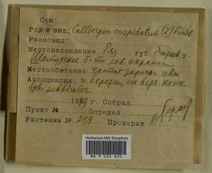 Calliergonella cuspidata (Hedw.) Loeske, Гербарий мохообразных, Мхи - Москва и Московская область (B6a) (Россия)