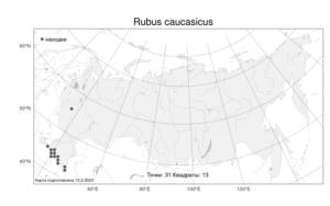 Rubus caucasicus, Ежевика кавказская Focke, Атлас флоры России (FLORUS) (Россия)