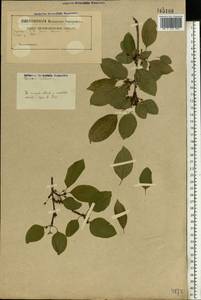 Жестер слабительный, Крушина слабительная L., Восточная Европа, Белоруссия (E3a) (Белоруссия)