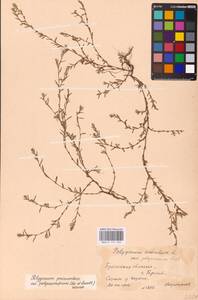 Спорыш незамечаемый, Спорыш незамеченный Besser, Восточная Европа, Белоруссия (E3a) (Белоруссия)