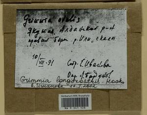 Grimmia longirostris Hook., Гербарий мохообразных, Мхи - Якутия (B19) (Россия)