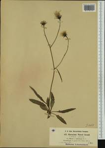 Hieracium oxyodon subsp. muretii (Gremli) Zahn, Западная Европа (EUR) (Австрия)