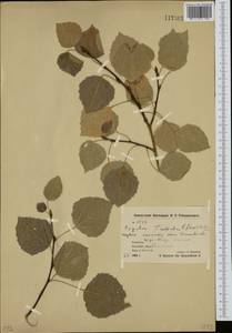 Тополь дрожащий, Осина L., Сибирь, Чукотка и Камчатка (S7) (Россия)