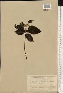 Cornus sanguinea subsp. sanguinea, Восточная Европа, Московская область и Москва (E4a) (Россия)