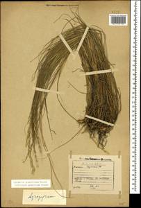 Pseudoroegneria gracillima (Nevski) Á.Löve, Кавказ, Грузия (K4) (Грузия)