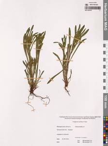 Мелколепестник гладковатый Fr., Сибирь, Чукотка и Камчатка (S7) (Россия)