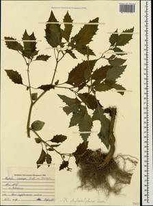 Физалис филадельфийский, Мексиканский томат Lam., Кавказ, Абхазия (K4a) (Абхазия)
