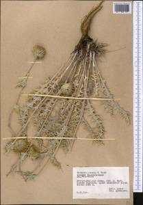 Кузиния лохматая C. Winkl., Средняя Азия и Казахстан, Памир и Памиро-Алай (M2) (Таджикистан)