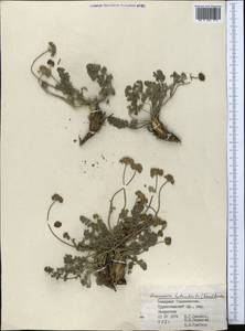 Семеновия разнозубчатая (Korovin) Manden., Средняя Азия и Казахстан, Памир и Памиро-Алай (M2) (Таджикистан)