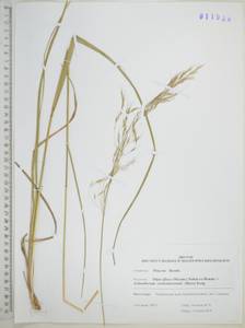 Чий пекинский (Hance) Ohwi, Сибирь, Дальний Восток (S6) (Россия)