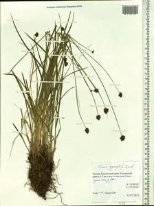 Carex macloviana var. macloviana, Сибирь, Чукотка и Камчатка (S7) (Россия)