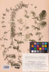 Роголистник светло-зеленый L., Восточная Европа, Нижневолжский район (E9) (Россия)