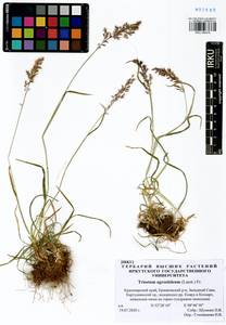 Koeleria subalpestris (Hartm.) Barberá, Quintanar, Soreng & P.M.Peterson, Сибирь, Алтай и Саяны (S2) (Россия)