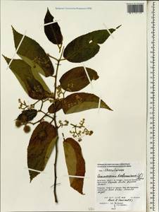 Commersonia bartramia (L.) Merr., Зарубежная Азия (ASIA) (Филиппины)