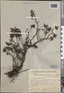 Рододендрон мелколистный Adams, Сибирь, Якутия (S5) (Россия)