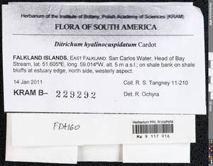 Ditrichum hyalinocuspidatum Cardot, Гербарий мохообразных, Мхи - Америка (BAm) (Фолклендские острова)