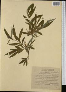 Salix arbusculoides Anderss., Сибирь, Якутия (S5) (Россия)