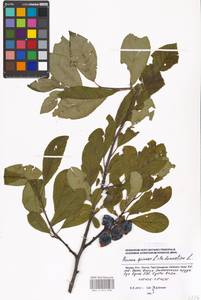 Prunus spinosa × domestica, Восточная Европа, Московская область и Москва (E4a) (Россия)