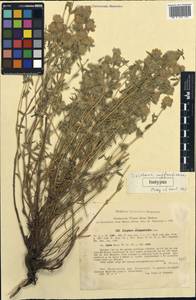 Ziziphora suffruticosa Pazij & Vved., Средняя Азия и Казахстан, Западный Тянь-Шань и Каратау (M3) (Таджикистан)