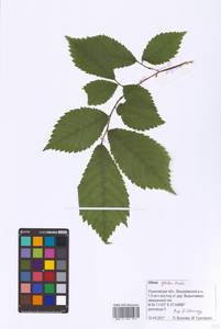 Вяз голый, Вяз шершавый Huds., Восточная Европа, Средневолжский район (E8) (Россия)