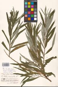 Ива прутовидная, Ива корзиночная L., Восточная Европа, Московская область и Москва (E4a) (Россия)