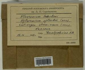Hylocomium splendens (Hedw.) Schimp., Гербарий мохообразных, Мхи - Карелия, Ленинградская и Мурманская области (B4) (Россия)