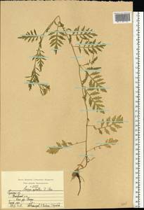 Жерушник лесной (L.) Besser, Восточная Европа, Центральный район (E4) (Россия)