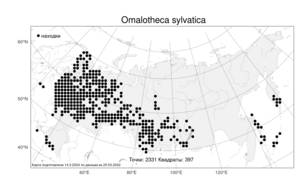 Omalotheca sylvatica, Сушеница лесная (L.) Sch. Bip. & F. W. Schultz, Атлас флоры России (FLORUS) (Россия)